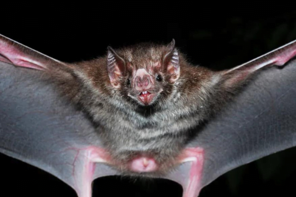 Pipistrelli carnivori