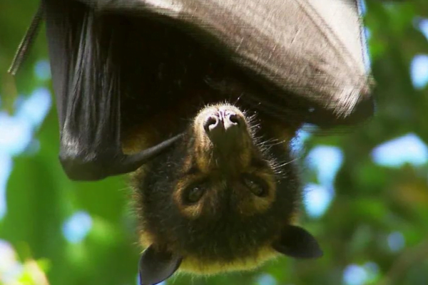 Pipistrello 3