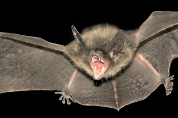 Pipistrello 2