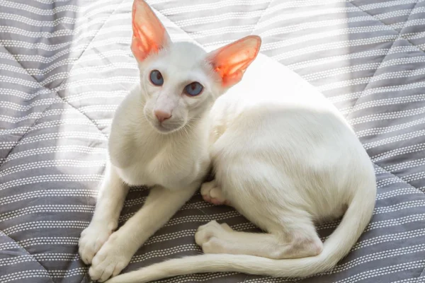 Oriental Shorthair