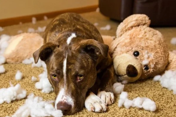 Os Melhores Cães para Apartamento 1