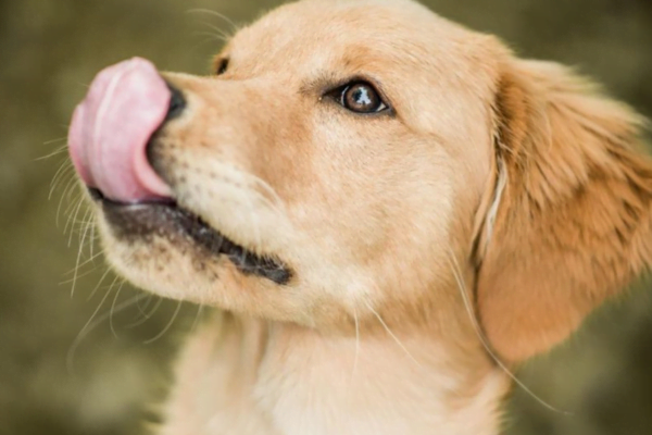 Por que os cães lambem e mordem suas patas 3