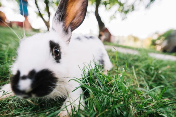 Cuántos gatitos puede tener una coneja