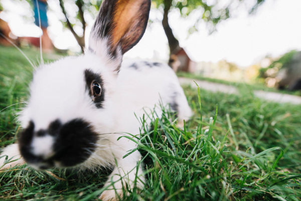 How Many Kittens Can a Rabbit Have?