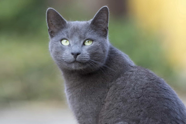 Russian Blue