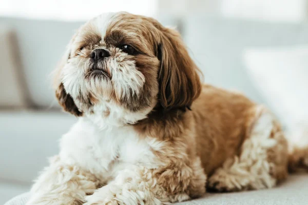 Shih Tzu