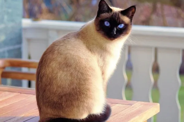 Siamese