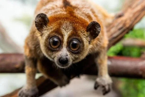 Slow Loris