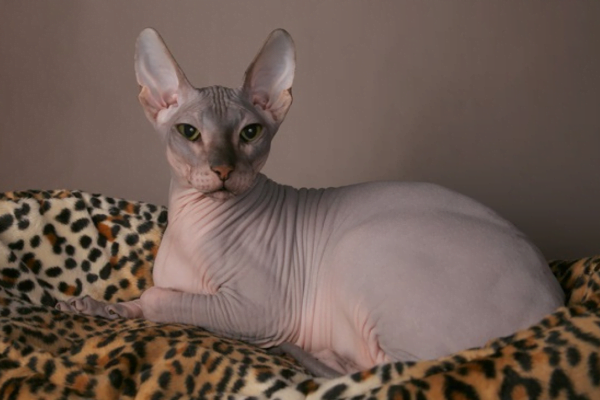 Sphynx