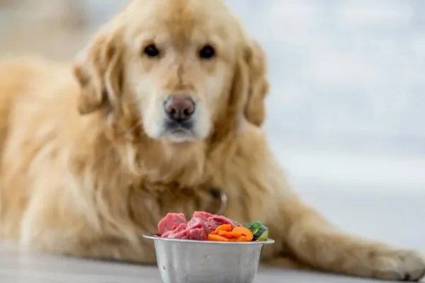 Super Alimentos para Cachorros 2