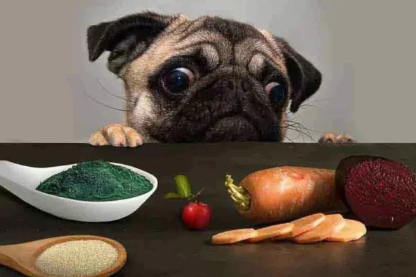 Super Alimentos para Cachorros