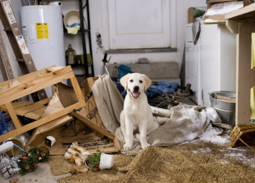 Cachorro Castrado: Muda de Comportamento?