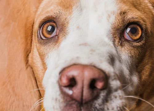 Cuida los ojos de tu perro