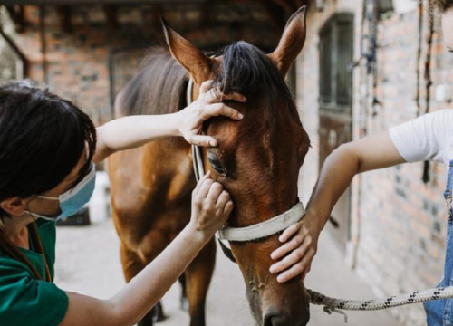 Equine Encephalomyelitis