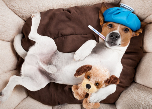 Influenza canina