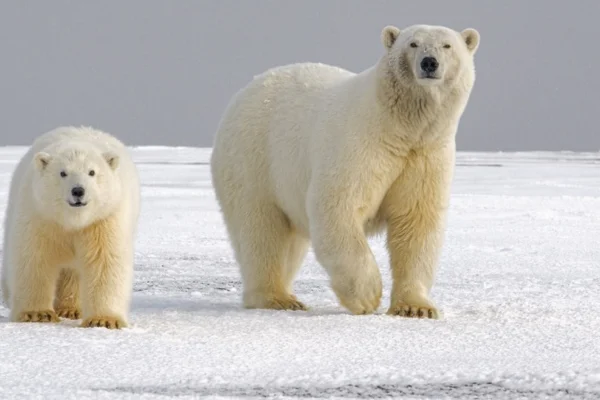 Polar Bear-1