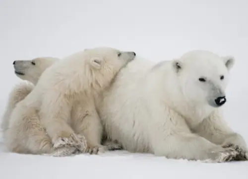 Polar Bear-2