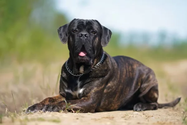 Cane Corso