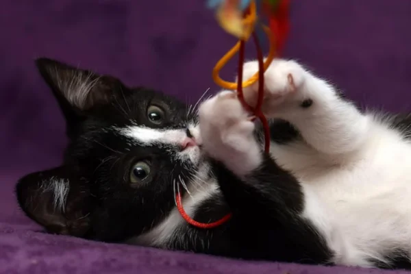 Cómo calmar a un gato hiperactivo