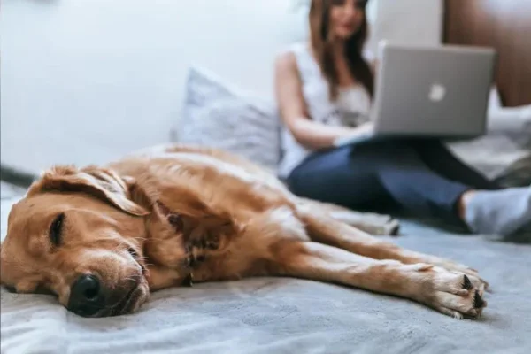 Como adotar um Cachorro ( Amigo) 1