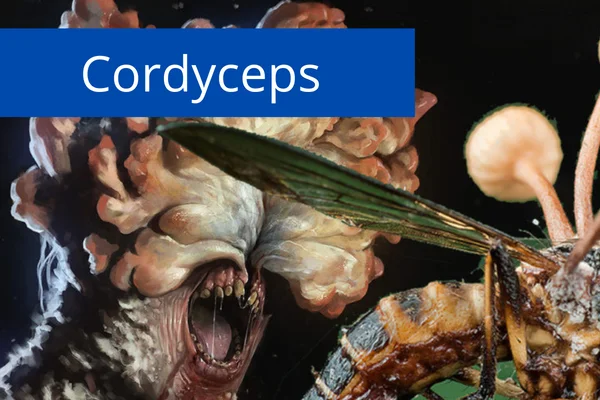 Cordyceps The Parasitic Fungus