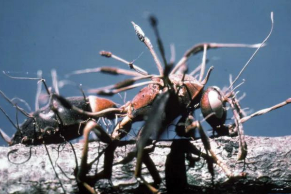 Cordyceps O Fungo Parásito