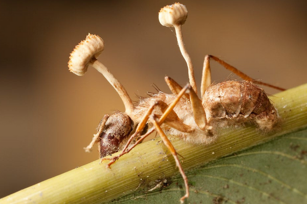 Cordyceps O Fungo Parásito