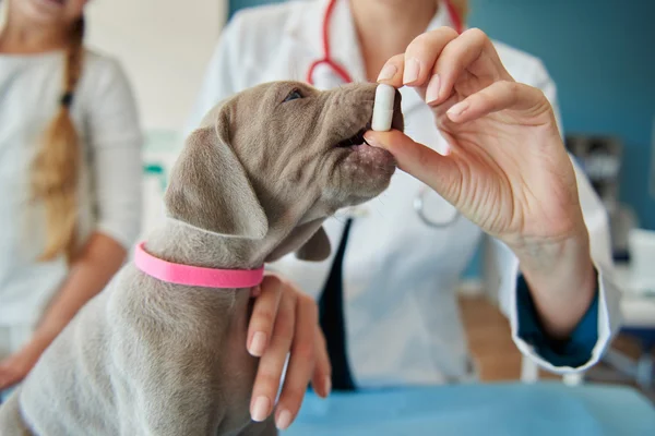 Utilização da Dipirona para Cachorro