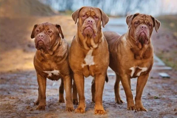 Dogue de Bordeaux