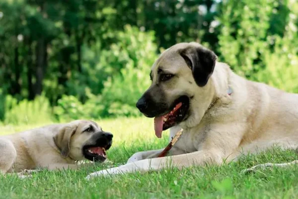 Kangal