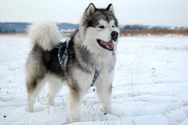 Malamute do Alasca