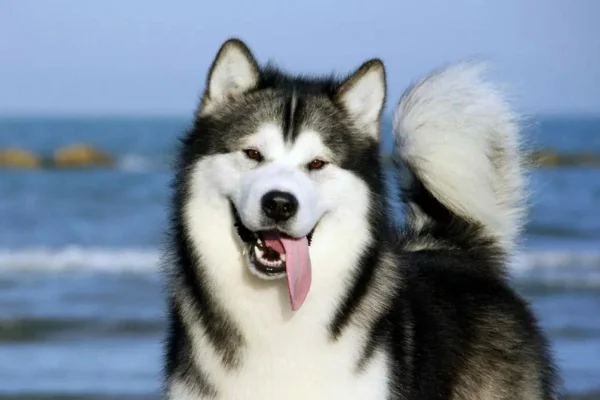 Malamute do Alasca (1)