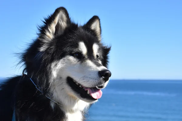 Malamute do Alasca