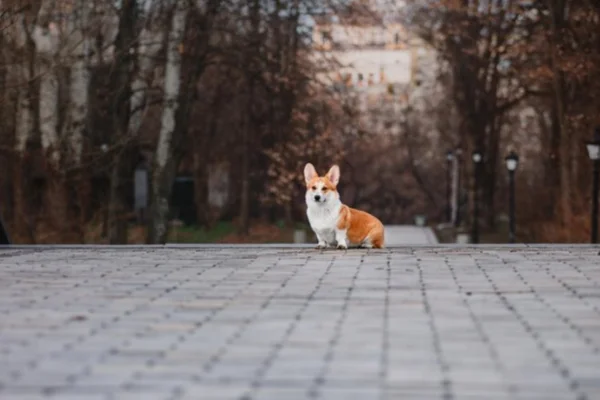 Chiens munis d'une micropuce