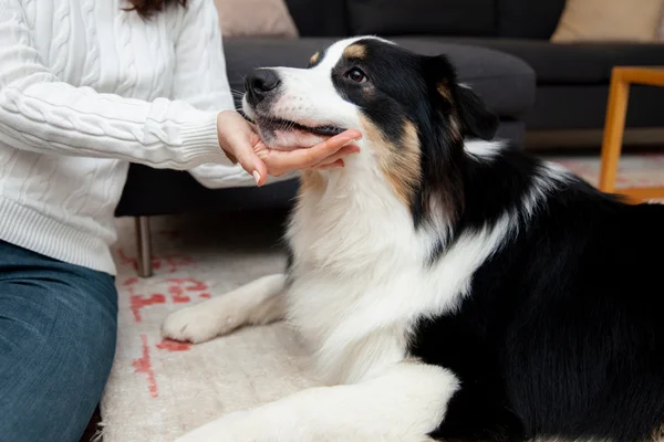 Microchipagem em Cães 