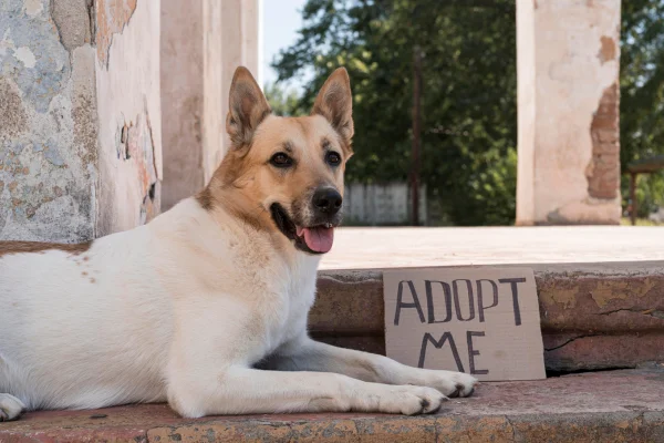 Non riesco a prendermi cura del mio cane1