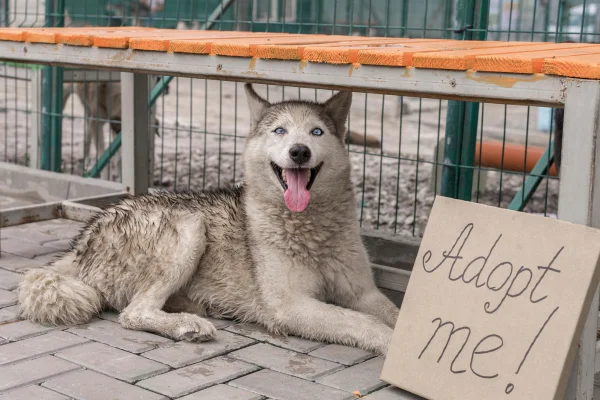 Não Posso Cuidar do Meu Cachorro1 (2)