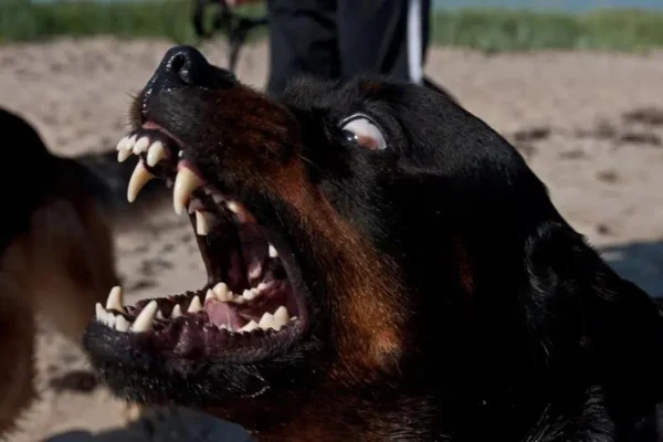 The 5 Dogs with the Strongest Bites