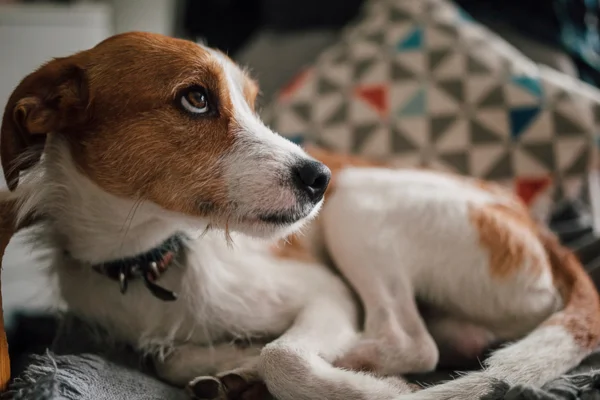 Le priapisme chez les chiens Le priapisme chez les chiens