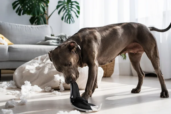 Quanto tempo depois de castrado o cachorro fica mais calmo 1 (1)