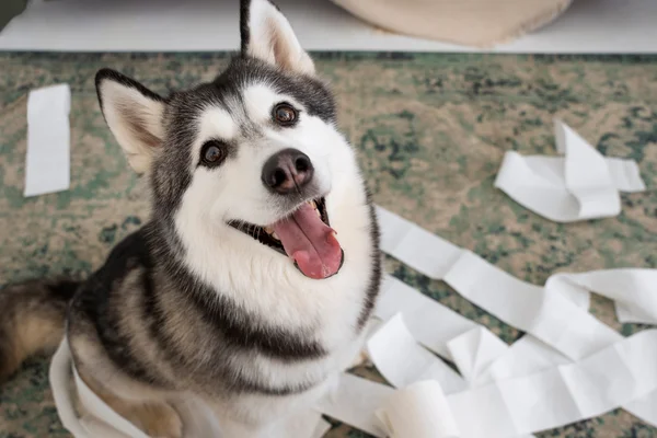 Quanto tempo depois de castrado o cachorro fica mais calmo 1 (1)