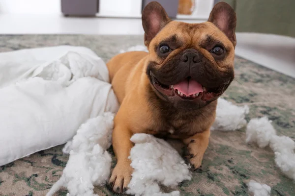 Quanto tempo depois de castrado o cachorro fica mais calmo1