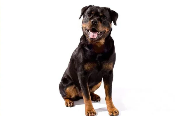 Rottweiler showing teeth