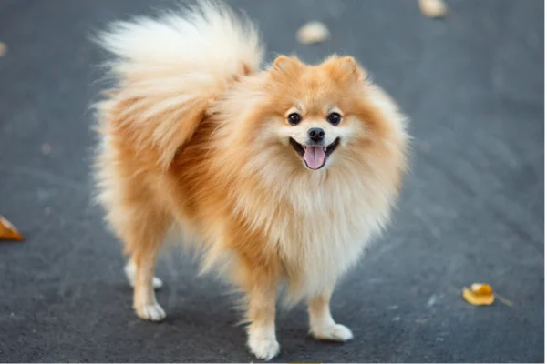 German Spitz.