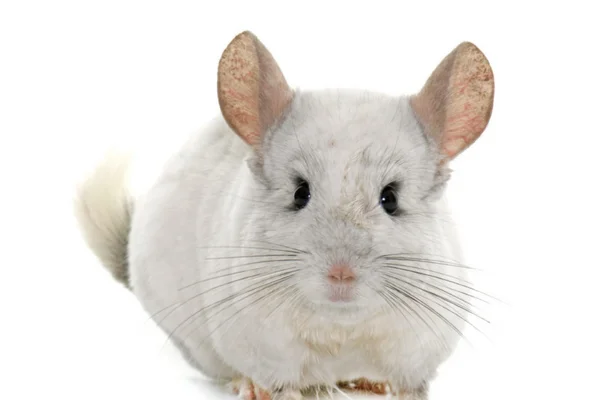 chinchillas