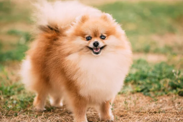 lulu da pomerania