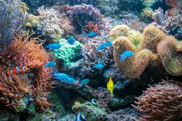 The Colorful Life of Coral Reefs