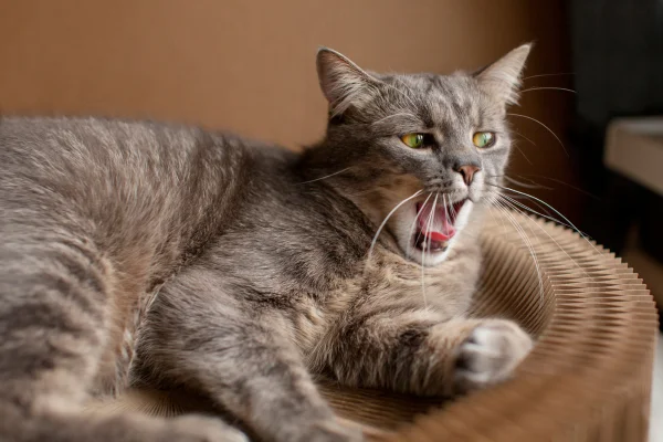 ASMA E BRONQUITE CRÔNICA EM GATOS