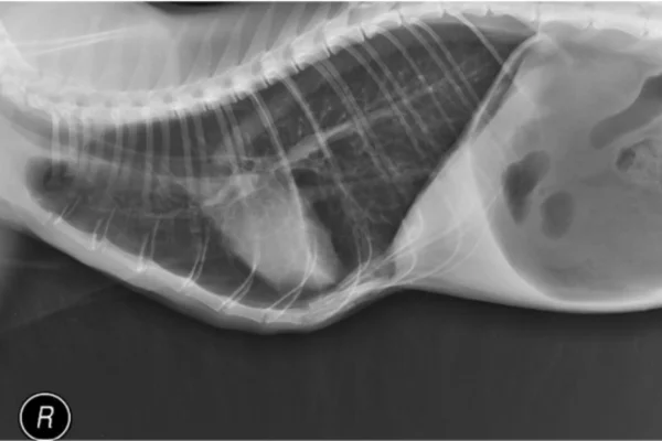 Radiografia torácica lateral de gato apresentando padrão bronquial e pulmãohiperinsuflado.