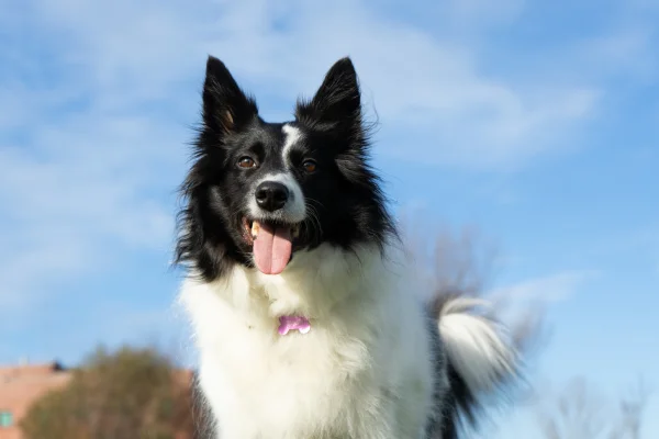 Border Collie1